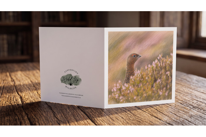 Red Grouse Greeting Card